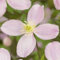 GreenboutiQ - Kletterpflanze - Clematis montana Rubens - Blüte Rosa - Frühblühend - Wenig Pflege - 2 Pflanzen - Topf 11cm Höhe 40cm