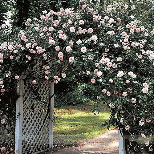 New Dawn Weiß Rosa Kletterrose Pflanze Blumensamen, Profi-Pack 50 Samen/Pack, Licht Fragrant Attracting Bees