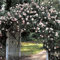New Dawn Weiß Rosa Kletterrose Pflanze Blumensamen, Profi-Pack 50 Samen/Pack, Licht Fragrant Attracting Bees