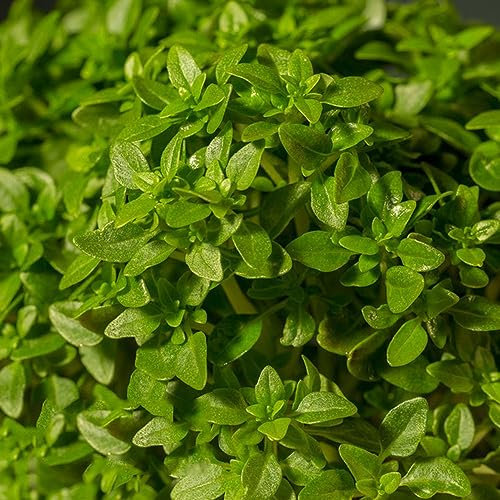 150 pcs basilikum samen mehrjährig winterhart - balkon deko zimmerbonsai bonsai basilikumsamen basil,Ocimum basilicum, wildkräuter samen winterharte kübelpflanzen indoor kräutergarten