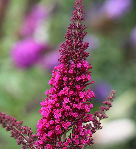 Sommerflieder Miss Molly 30-40cm - Buddleja - Gartenpflanze