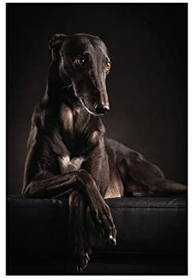 MOIT Der Hund Windhund Kunst Leinwand Poster Wandkunst Dekor Bild Gemälde für Wohnzimmer Schlafzimmer Dekoration Rahmen Stil 30 x 45 cm