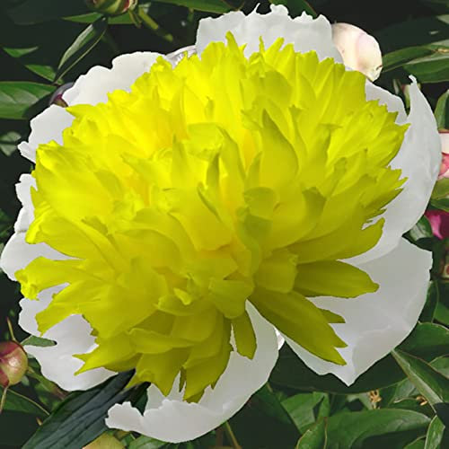 Pfingstrosen Zwiebeln, Diese WunderschöNen GroßEn BlüTen KöNnen Jahrelang BlüHen, Einfach Zu ZüChten,Winterhart Zwiebeln, Winterhart Pflanzen, Ihrem Garten Eine Pracht Verleihen! -2zwiebeln-J