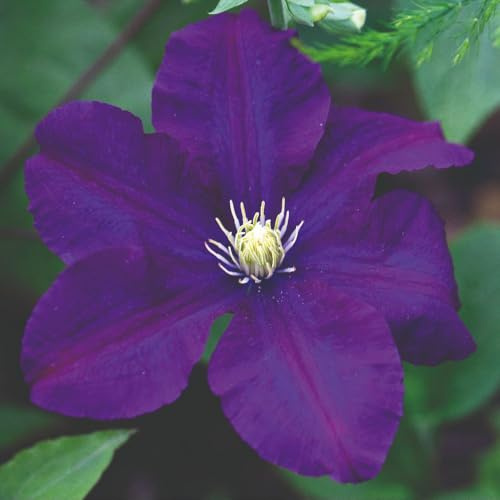 Clematis 'Rasputin' – Deep Violet Climbing Flowering Plant, Masses of Dark Blooms July–Sept, Perfect with Roses, Easy to Grow, Hardy Garden Climber - 3 Litre Pot x1 by Thompson and Morgan