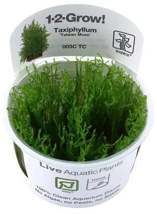 Tropica Taxiphyllum Taiwan moss 1-2-Grow!