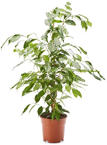 AIRY Birkenfeige (Ficus Benjamina Exotica) • Luftreinigende Pflanze • Topf-Ø ca. 17cm, Höhe mit Topf ca. 70cm • Zimmerpflanze in gärtnerischer Qualität • Sicherer Pflanzenversand • Deutsche Gärtnerei
