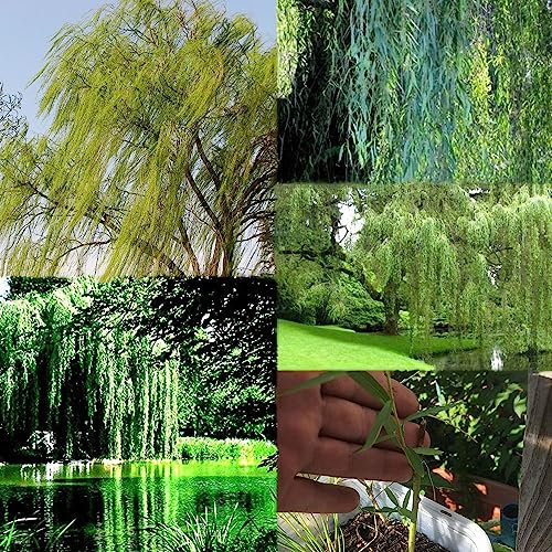 25 pcs trauerweide samen, exotische zimmerpflanzen Weidenbaum Weidensamen weide,Salix babylonica, bonsai bäumchen kaufen geschenke für gartenfreunde bonzai baum pflanzendeko bonsai