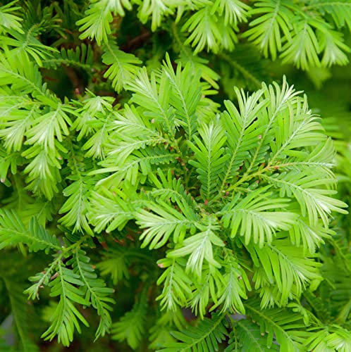Urweltmammutbaum Chubby 40-60cm - Metasequoia glyptostroboides