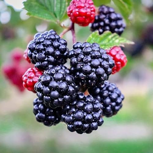Pianta di MORA DIRKSEN THORNLESS rossa nera FRUTTI DI BOSCO vaso18 FOTO REALE AMDGarden
