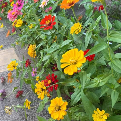 semillas de flores silvestres siembra de otoño - Semillas de flores de pradera, plantas de balcón resistentes. de semillas de flores silvestres pradera de flores silvestres 200pcs