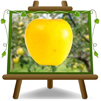 Manzano manzanas frutas - Golden B - Plantas frutales antiguas en maceta de un jarrón de 20 - árbol max 170 cm – 2 años cultivo Italia