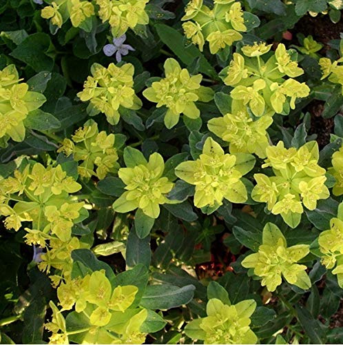 6 x Mandelblättrige Wolfsmilch - Euphorbia Amygdaloides 'Purpurea' Topf 9x9cm: Purpurrotes Laub, pflegeleicht, attraktive Laubfarbe.