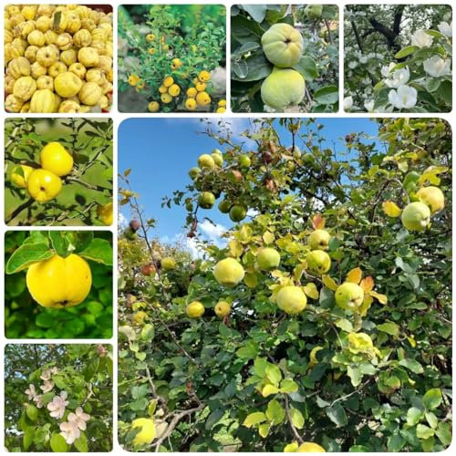60 pezzi di albero di mele cotogne semi resistenti semi di albero inverdimento del tetto pianta salata Cydonia oblonga, frutti esotici piante in vaso alberi da frutto resistenti o v