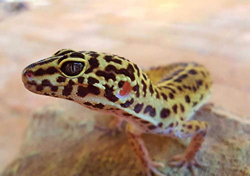 Gecko Puzzle 1000 Teile Tierwelt Puzzle mit hochwertiger Puzzleaufbewahrung 38x26CM