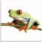 ARTland Wanddeko Glasbilder Wandbild Glas Bild einteilig Quadratisch Natur Tiere Frosch Laubfrosch Blätter T0OE