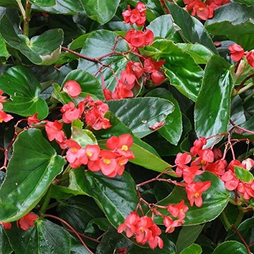 9 BEGONIE GIGANTI DRAGON - PIANTE VERE (ROSSO)