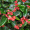 9 BEGONIE GIGANTI DRAGON - PIANTE VERE (ROSSO)