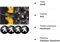HEYCE 4 Stück Auto Radmitte Abdeckung Aufkleber Radkappen Radkappen Abzeichen Emblem Abdeckungen Aufkleber für Peugeots 107 108 206 207 308 307 508 2008 3008,56 mm
