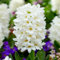 80 graines de fleurs de jacinthe blanche