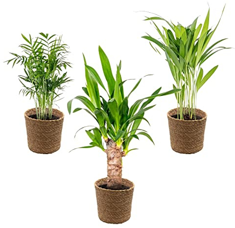Bloomique - 3er-Set - Tropische Palmen Mischung inkl. Korb aus Seegras - Pflegeleicht - Topf 12 cm - Höhe 20-45 cm