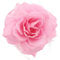 Topkids Accessories Rose Flower Hair Clip Hairband Brooch Safety Pin Hairpin Floral Corsage Fascinator Hair Band Aligator Beak Grip for Women & Girls Wedding Prom Party Special Occasion (Light Pink)