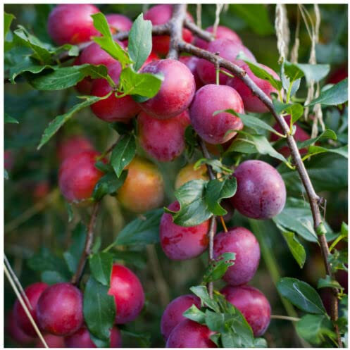 1 x Big Juicy Victoria Plum Tree, 4-5ft in 6L Pot Self Fertile &Juicy Ready to Fruit