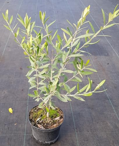 Olea europaea 'Olivière' / Olivier du Roussillon/Conteneur de 2 à 2.9 litres/Arbre Fruitier