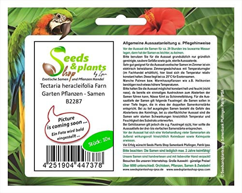 Pcs - 10x Tectaria Heracleifolia Fern Garden Plants - Seeds B2287 & Plants Shop by Ipsa