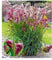 BALDUR Garten Miscanthus Boucle®,1 Knolle, Blumenzwiebeln, winterharte Staude, mehrjährig, pflegeleicht, blühend, Schnittblume, Ziergras, Miscanthus sinensis
