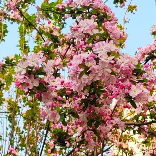 200 pcs hängende begonie samen, begonien samen, winterharte pflanzen, bodendecker winterhart begonie pflanze - Malus spectabilis - geschenk garten, samen balkon blumenwiese samen mehrjährig,