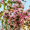 200 pcs hängende begonie samen, begonien samen, winterharte pflanzen, bodendecker winterhart begonie pflanze - Malus spectabilis - geschenk garten, samen balkon blumenwiese samen mehrjährig,