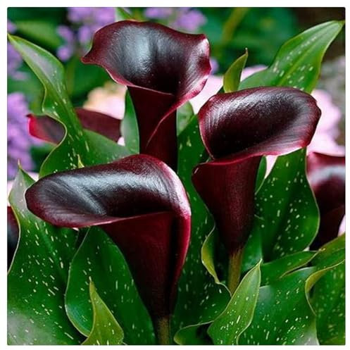 Calla lily bulbs bulk,Calla lily bulbs mix,calla lily plants live/Good for Containers/Greening Flower/Natural Organic/Cut Flowers/Wedding Flowers-2bulbs-Black