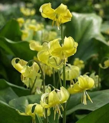 Stern Hundszahn Lilie Pagode - Erythronium tuolumnense - lebende Gartenpflanze aus den Baumschulen