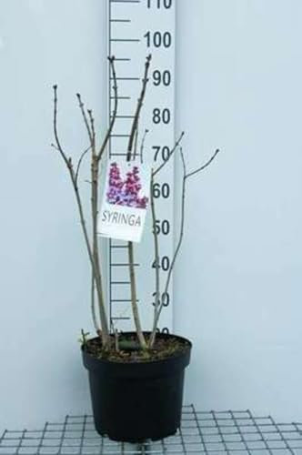 Syringa vulg. 'Michel Buchner' - Edelflieder 60-70 cm - Container