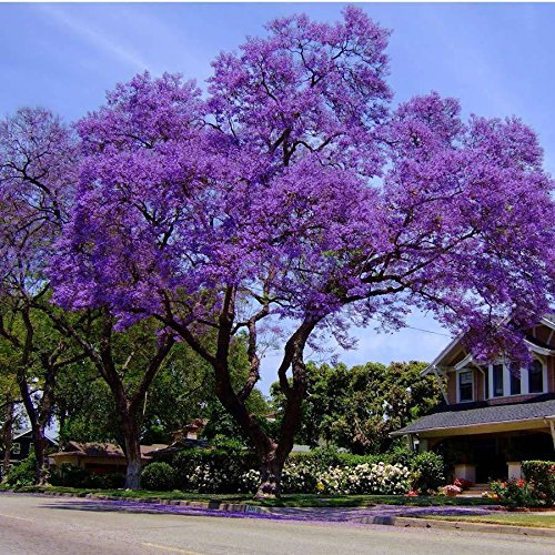 20 semi - blu/verde Jacaranda Semi Ebony albero Jacaranda mimosifolia