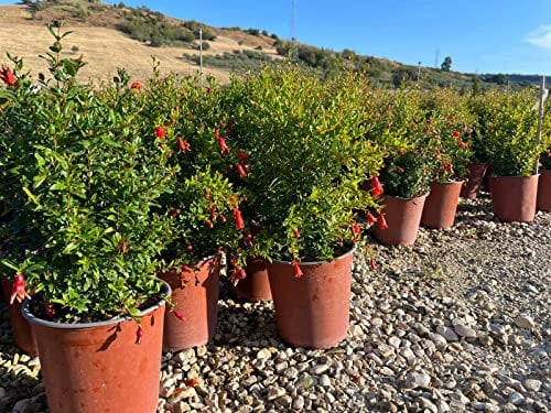 Punica Granatum 'Nana' (Melograno Nano) vaso 19 cm