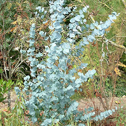100 Samen Eukalyptus gunnii - Cider Gum Silver Dollar Eucalyptus