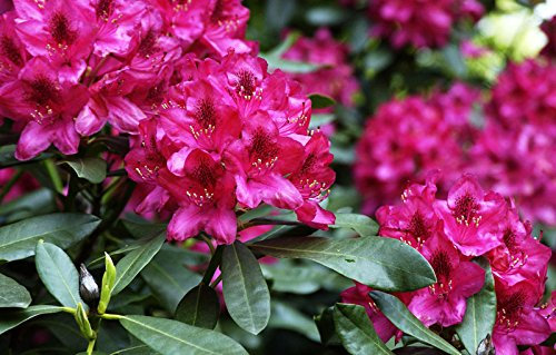 Rhododendron Nova Zembla Rhododendron Hybride Nova Zembla Containerware 40-50 cm