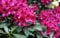 Rhododendron Nova Zembla Rhododendron Hybride Nova Zembla Containerware 40-50 cm