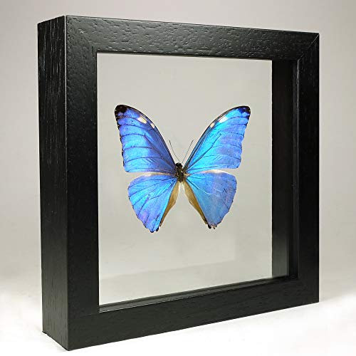 De Museumwinkel.com Morpho adonis – Die Adonis Morpho - Echter präparierter Schmetterling montiert zwischen Glas in handgefertigten Doppelglas Holzrahmen