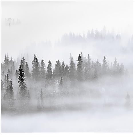 Bilderwelten Fototapete Wald 240 x 240 cm Vlies-Tapete XXL Waldtapete Tannenwald Schwarz-Weiß Smart Wandtapete Wanddekoration Wohnzimmer Schlafzimmer