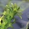Dennerle-Plants Dichtblättrige Wasserpest