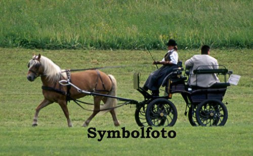 AMKA Einspännergeschirr, schwarz, 1A Ausführung, Gr. Haflinger/VB