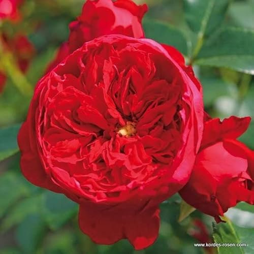 2x Kletterrose 'Florentina'® - Kordes klimroos - Plant-o-fix -Topf