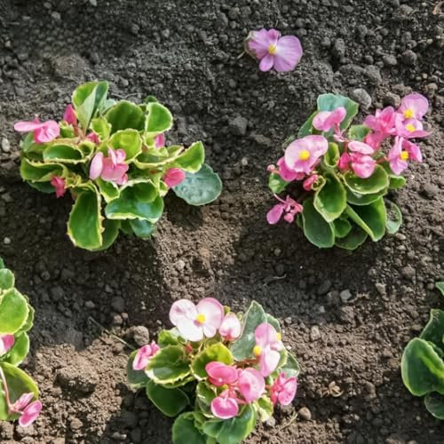 Luojuny Begoniensamen, 1 Beutel, Begoniensamen, ästhetische, einfach anzubauende Samen, natürliche Blumensamen für den Garten Begoniensamen