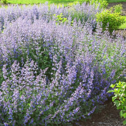 100 pcs katzenminze samen samen salat samen katzenminze pflanze im topf samen kräuter gartenkräuter pflanzen katzenminze kräutersamen bio saatgut saatgut winterharte stauden stauden
