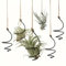 Juego de 6 soportes colgantes para plantas de aire con cuerdas de yute, soporte para plantas de aire sin suelo, contenedor de exhibición de suculentas Tillandsia para decoración del hogar y la oficina