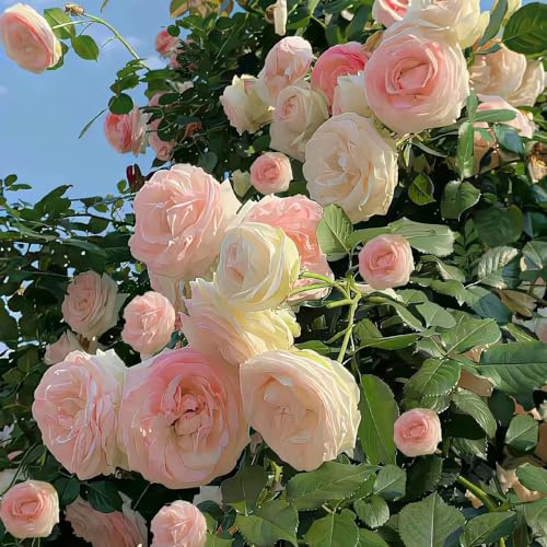 rosa rosales trepadores jardín 5bulbos