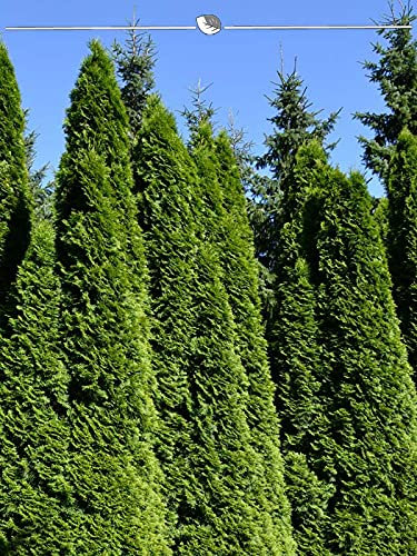 Lebensbaum Smaragd 140-160 cm im Topf. 12 Heckenpflanzen: immergrün & winterhart