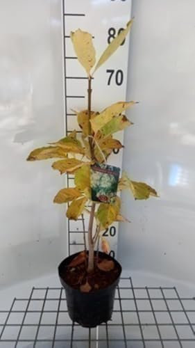 Chionanthus virginicus - Schneeflockenbaum, Schneeflocken-Strauch 30-50 cm im Topf